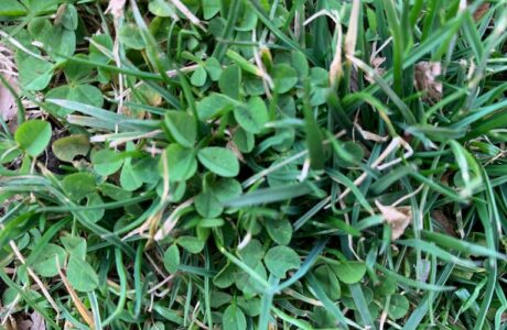 clover