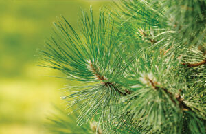 Popular Plantings landscapes