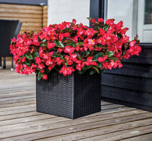 Popular Plantings