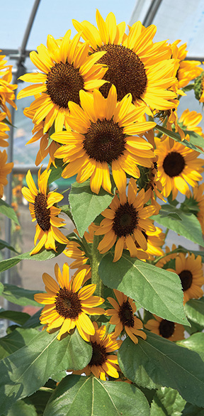 Sunflower Concert Bell