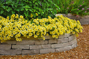 Popular Plantings landscapes