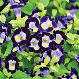 Popular Plantings landscapes