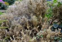 boxwoods