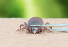 Tick Season Is Almost Here: Know The Bug That Bit You