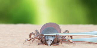 Tick Season Is Almost Here: Know The Bug That Bit You