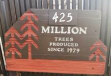 reforestation