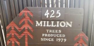 reforestation