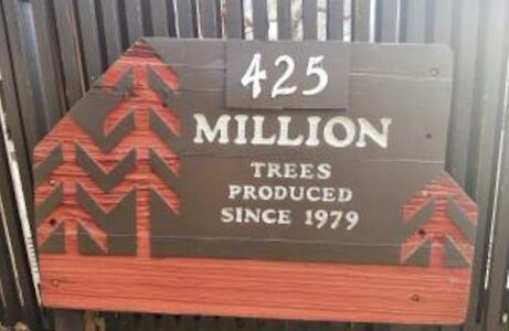reforestation