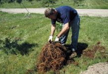 Transplant Trees