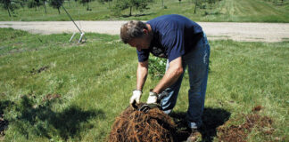 Transplant Trees