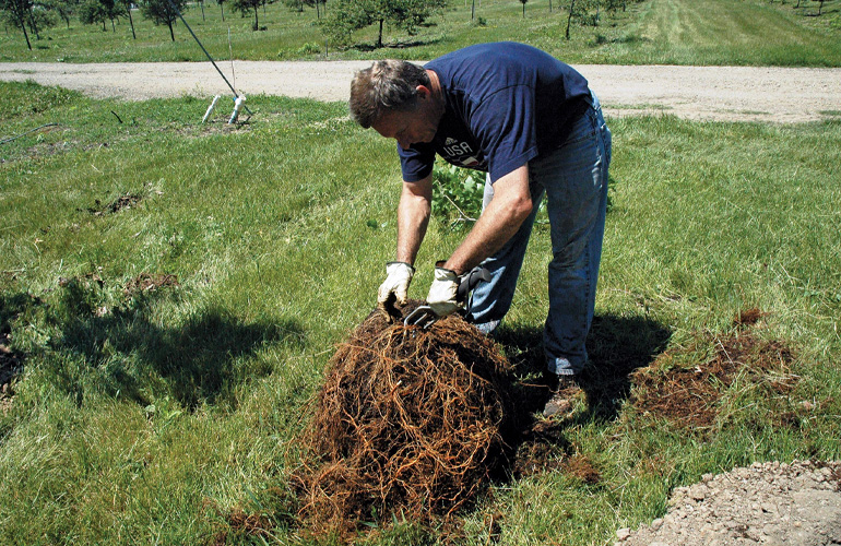 Transplant Trees