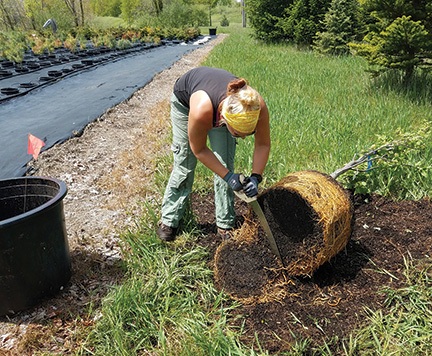 Transplant Trees