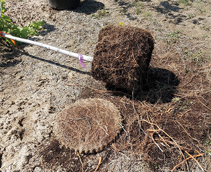 Transplant Trees