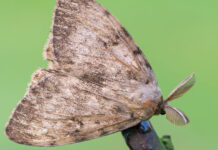 spongy moth