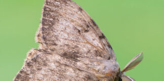 spongy moth