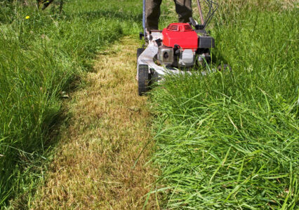 No Mow May