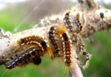 browntail moth