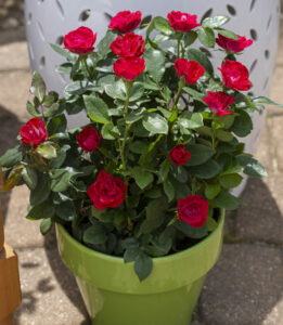 Award Roses