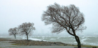 Tree Selection