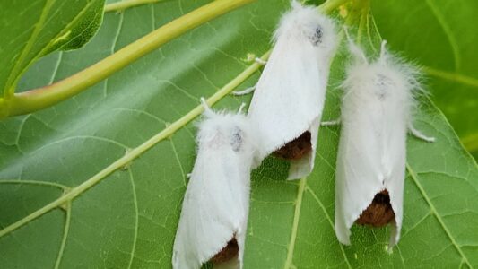browntail moth