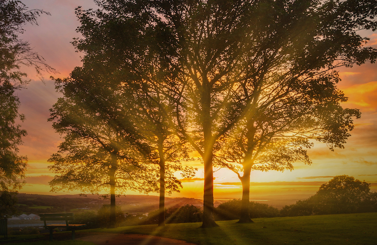 Tree Stories