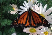 monarch