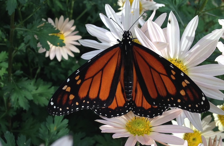 monarch