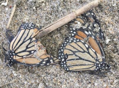 monarchs
