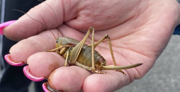 cricket