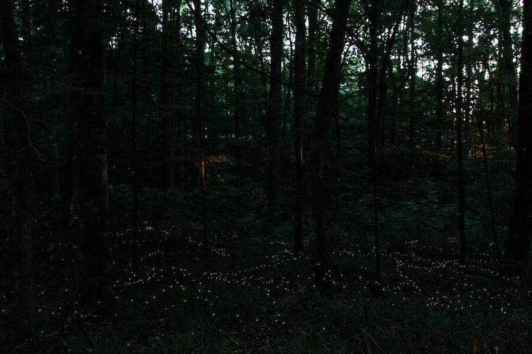 fireflies