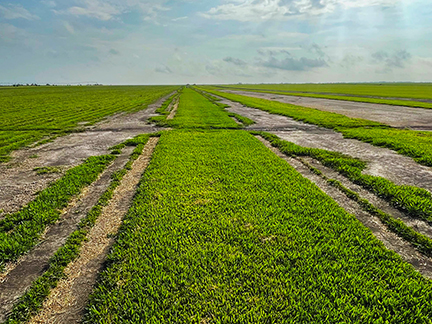 Cobalt™ Hybrid St. Augustinegrass From Sod Solutions