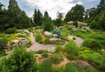 Drought Tolerant Plants