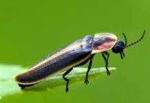 fireflies