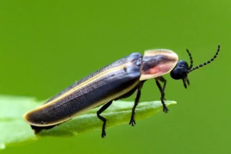 fireflies