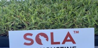 Sola