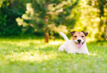 dog in yard