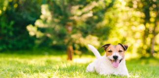 dog in yard