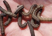 Fall Armyworms