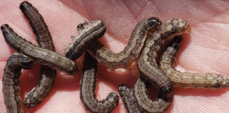 Fall Armyworms
