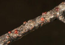 tree scale