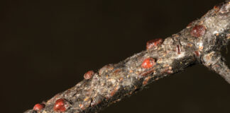 tree scale