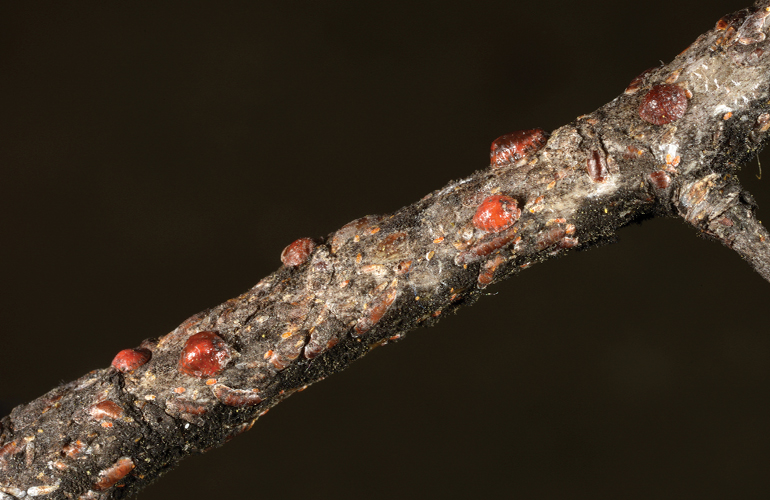 tree scale