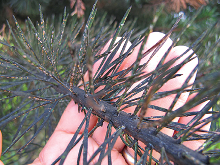 tree scale