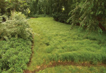 Groundcovers