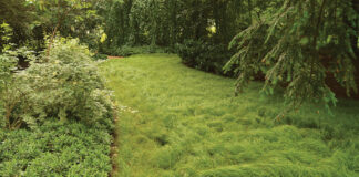 Groundcovers
