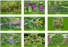 Purdue Plant Doctor