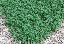clover