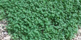 clover
