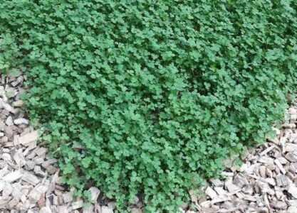 clover