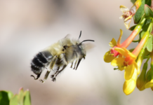 pollinators